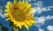 形容很开心幽默的句子