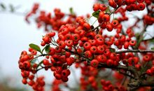 祝员工年会开心的句子