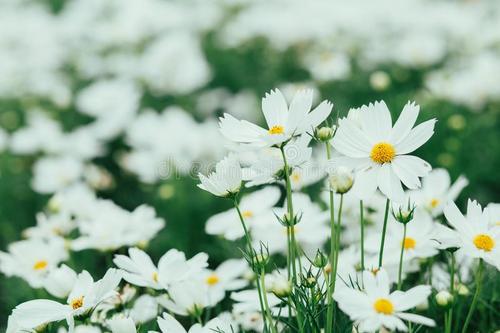 请享受编辑组织的关于强烈幸福的句子