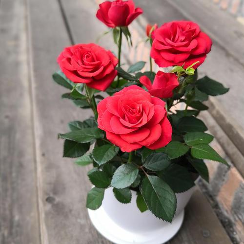 种花是一件有趣的事