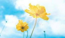 早晨一看就开心的句子