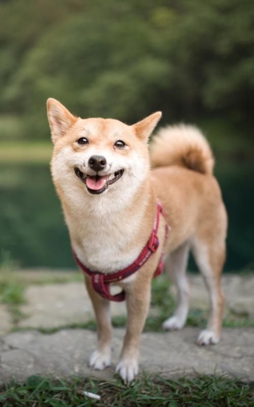 请享受编辑器组织的有趣和有趣的句子