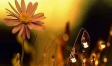 赞美桃花的句子大全