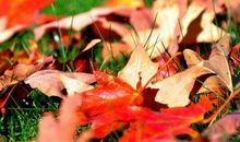 古风古韵句子大全