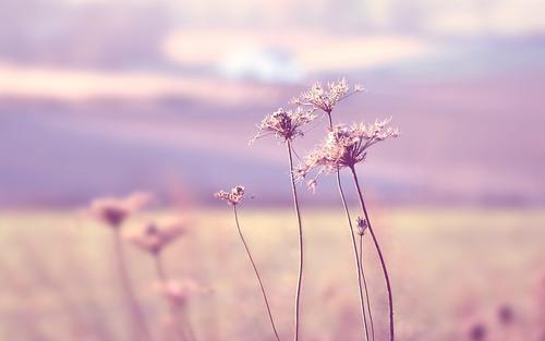 让我们来看看描述家庭关系的优美句子