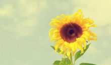 阳光励志的句子