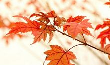 有关幸福的名人名言