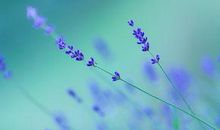 春节放假开心的句子