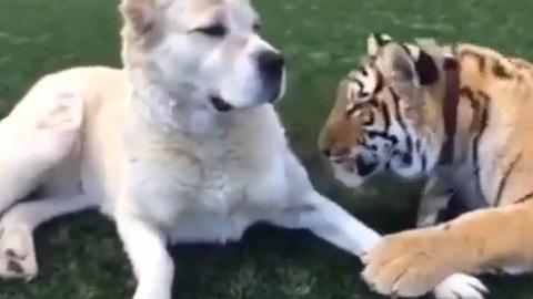 如果一个人是星星