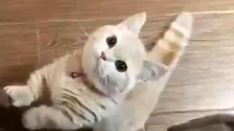 那么您就是地球