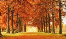 描写快乐的句子有哪些