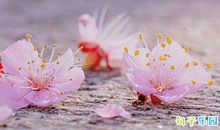 古风秀恩爱短句 超深情的古风表白句子