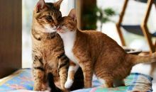 形容开心满足的句子