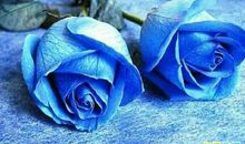 对喜欢的人怎么说早安 每天给喜欢的人说早安