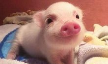 早上好开心快乐说说 早上搞笑经典说说