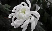 一路走好的哀悼句子