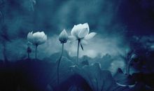 佛家经典禅语大全