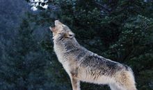 关于狼的座右铭