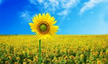 优美积极向上的句子