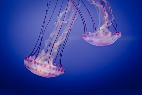 关于观看日出 1