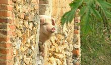 有趣的短句子：我好像对纸过敏，每次做作业都难受