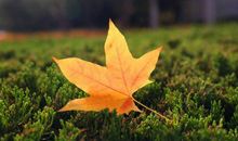 形容秋天给带来一种开心的句子