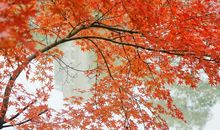 古代经典幸福诗歌大全