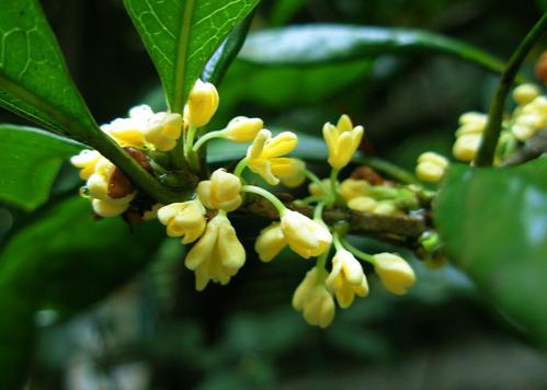 桂花的小身体充满力量