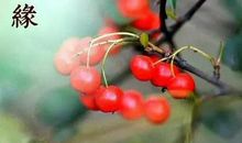 关于因缘的禅语20句（二）