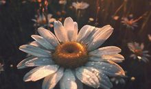 形容亲情不过如此句子