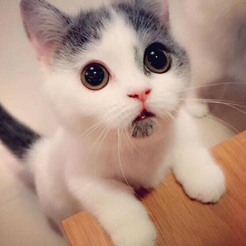 小编整理了一些有关特别高兴和可爱的句子