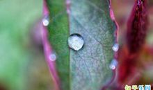关于写春雨的句子 描写春雨的句子简短的