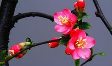 亲人亲情淡漠句子