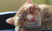 感恩节搞笑句子 感恩节幽默朋友圈