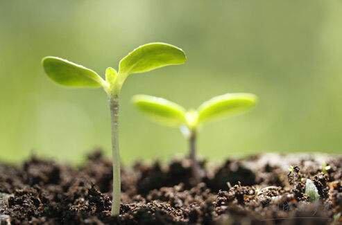 成功之花常常嫉妒它现在的美丽