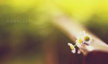 心情的经典句子