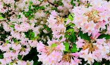 三毛说过的最美的情话 三毛最美的情话大全