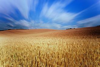    关于麦田的漂亮句子  1