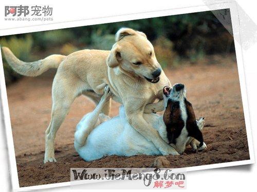   梦见战斗被咬了