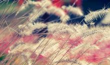 祝姐姐生日经典的句子