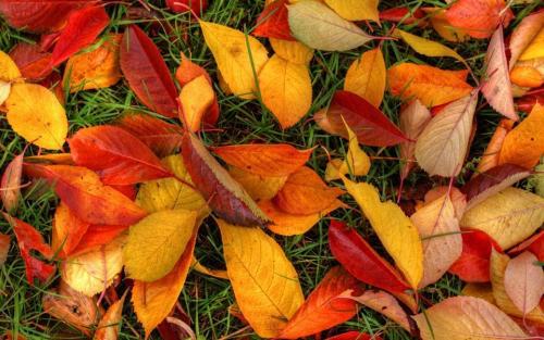 如何写秋季句子