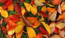 描写秋天开心的句子