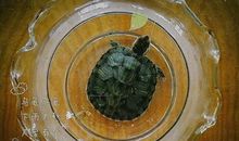 养的乌龟死了怎么发说说