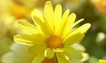 表示过春节玩得开心的句子