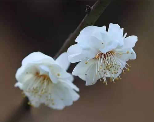 含泪句子的情感是什么