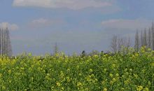 亲情会一直在的句子