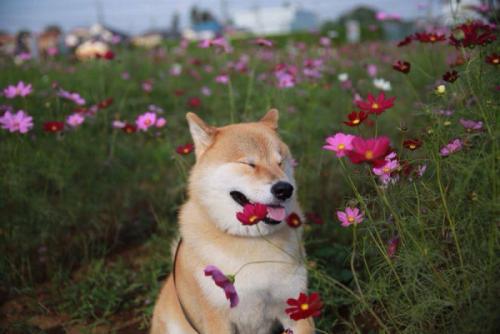 美丽的幸福环绕着您