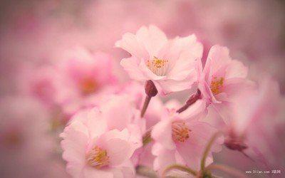 在我内心的花园里