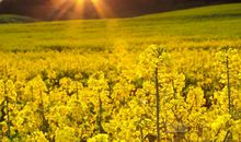 有哪些思念诗句