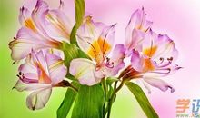 关于借花抒情的诗句是